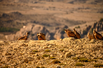 Griffon vultures or Gyps fulvus perched on the mountain.