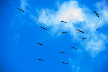 Flock of storks soaring across a vibrant blue sky with wispy clouds