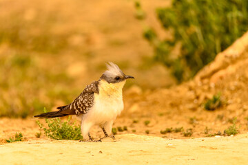 Clamator glandarius - The European creature is a species of cuculiform bird in the family Cuculidae.