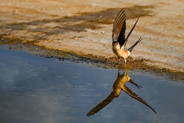 Red-eared Swallow or Cecropis daurica, flying over the spring.