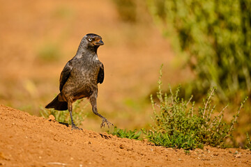 Western Jackdaw or Coloeus monedula, passerine bird of the Corvidae family.