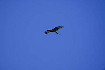 Obraz premium Majestic bird of prey gliding with wings spread wide