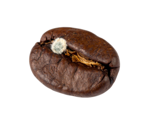 A close-up of a single coffee bean with visible mold growth, highlighting its texture and color.