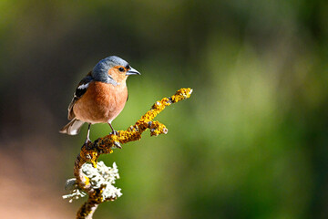 Chaffinch or Fringilla coelebs, perched on a twig.