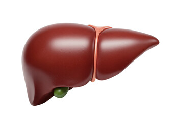 Realistic human liver isolated on transparent background PNG, anatomical organ for medical study...