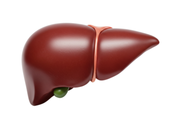 Realistic human liver isolated on transparent background PNG, anatomical organ for medical study and healthcare concepts