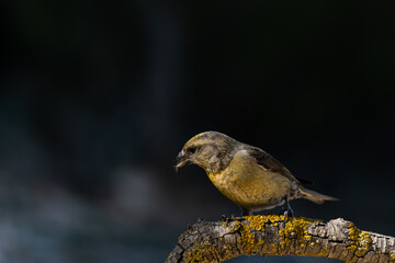 Crossbill or Loxia curvirostra, perched on a rock.