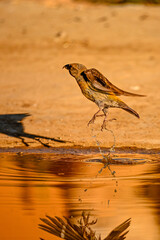 Crossbill or Loxia curvirostra, reflected in a golden spring.