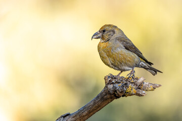 Crossbill or Loxia curvirostra, perched on a twig.