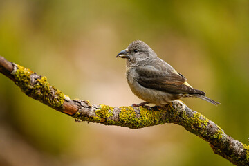 Crossbill or Loxia curvirostra, perched on a twig.