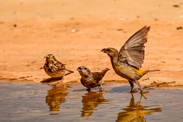 Fototapeta premium Crossbill or Loxia curvirostra, reflected in a golden spring.