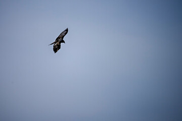 Bearded Vulture or Gypaetus barbatus, in flight.