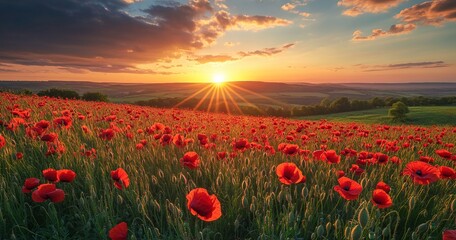 Vast poppy field at sunset (1)