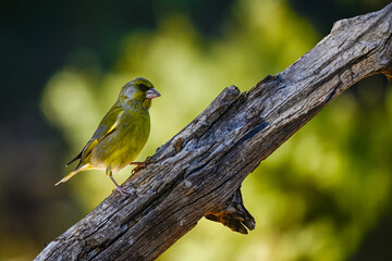 Greenfinch or Chloris chloris, perched on a twig.