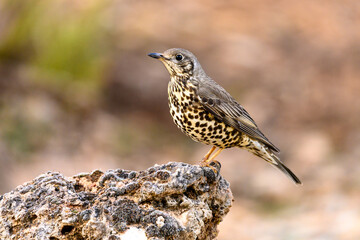 Common Thrush or Turdus viscivorus, perched on a rock.