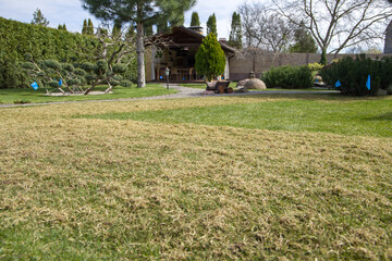 Dry grass on the lawn. Combing dry lawn. 
