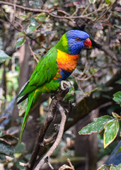 Rainbow lorikeet parrot