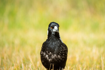 Close-up Portrait of an Australian Magpie Standing on Grass