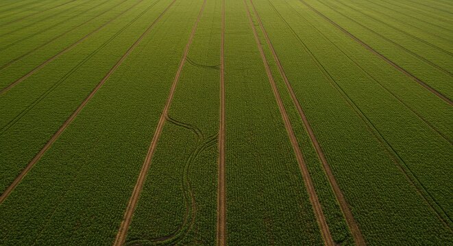 Aerial view of a lush green field with parallel tractor tracks.