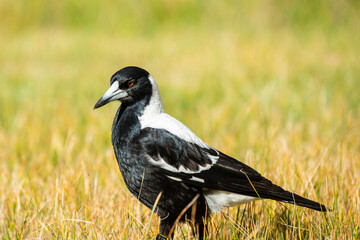 Australian magpie standing on grass in natural daylight