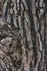 Fototapeta premium Closeup texture of natural tree bark background. Tree trunk with a small hollow. 