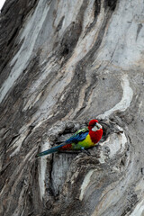 Colorful Eastern Rosella Parrot Perched on Tree Trunk