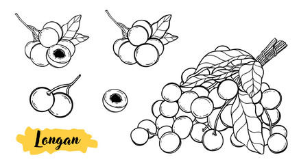 Longan tropical fruit set botanical line art hand drawn vector illustration