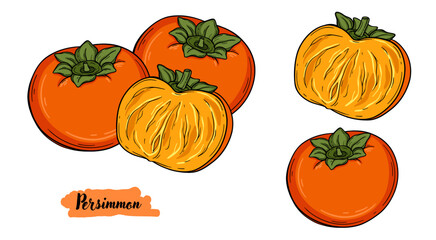 Persimmon fruit botanical hand drawn vector illustration