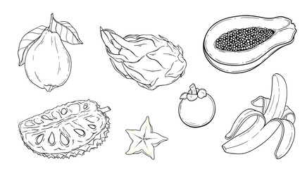 Set of tropical fruit Mangosteen, Dragon fruit, Star fruit, Guava, Papaya, Banana, Soursop  line art illustration