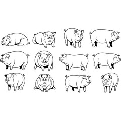 Set of twelve hand drawn pig illustrations in various poses.