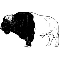 Detailed Black and White Drawing of a Bison.