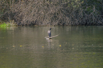 Un ave acuática descansa sobre una rama flotante en medio de un tranquilo lago rodeado de vegetación. Imagen de vida silvestre que transmite calma y conexión con la naturaleza.