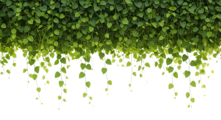Green leaves falling down isolated on transparent background