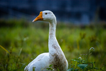 White Goose Standing in Green Meadow