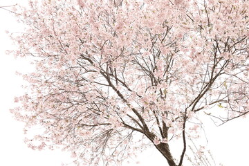 sakura tree against the sky