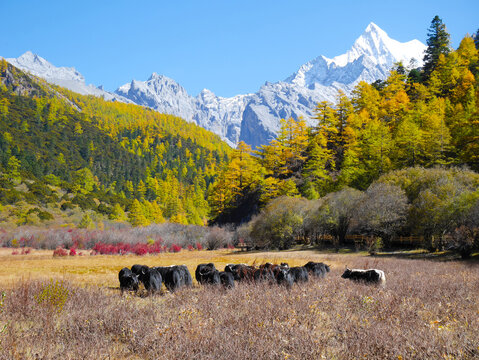 Yaks grazing in the meadow with colorful autumn leaves