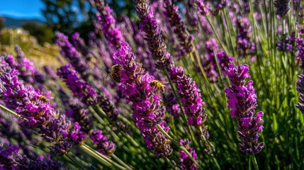 Obraz premium Close up of lavender blossoms with bees in natural environment