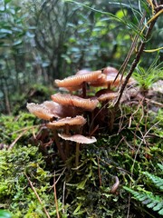 Wild mushrooms growing in the forest. Germany