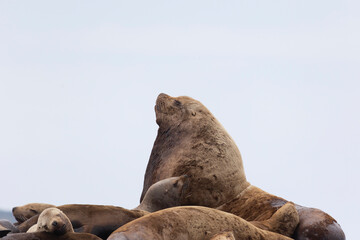 Steller sea lion's rookery. Nevelsk, Sahalinskaya Oblast, Russia
