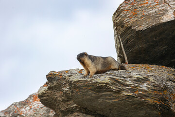 Marmota camtschatica or Black-capped marmot sits on a rock. Russia