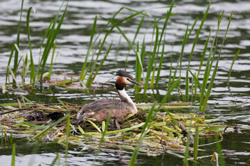 Great Crested Grebe near its nest