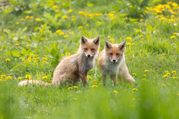 Two adult red foxes stand on green grass, Kunashir Island