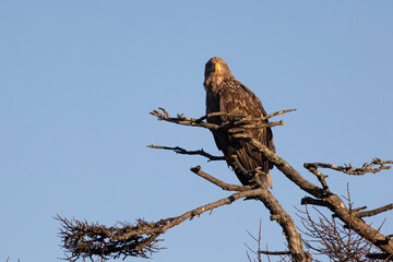 White-tailed eagle sits on a tree against the sky