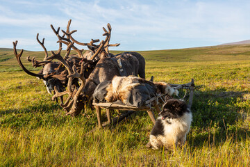 Yamal, reindeer harness, a sledge and a dog in summer day © Shchipkova Elena