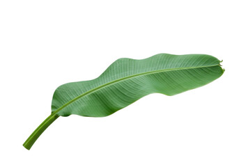 Fresh green banana leaf PNG isolated on transparent background, tropical foliage for design and decoration