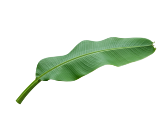 Fresh green banana leaf PNG isolated on transparent background, tropical foliage for design and decoration