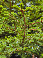 Green young needles on the branches of a spruce. Young spruce branch with bright green needles.