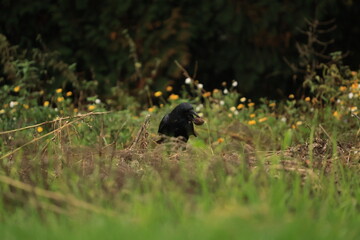 Black Crow With Nut In Beak Standing On Grass At Field Edge Among Wildflowers