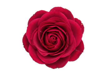 Beautiful dark red rose isolated on transparent background, romantic flower for Valentine s Day and love concepts PNG