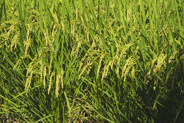Rice paddies before harvest, rice cultivation